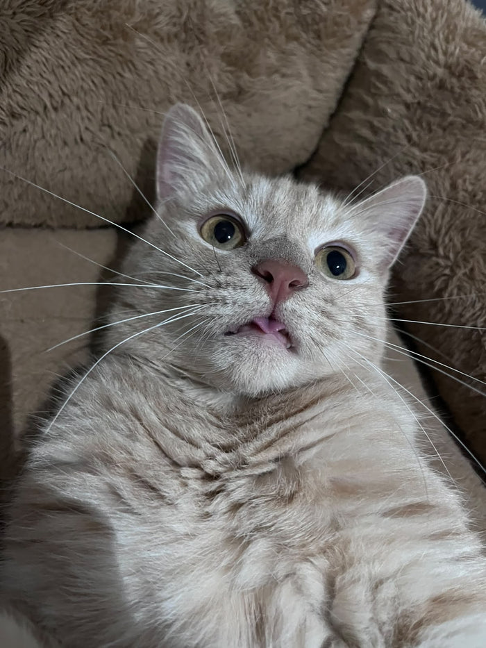 Original phone photo of a ginger cat stretched out on the carpet